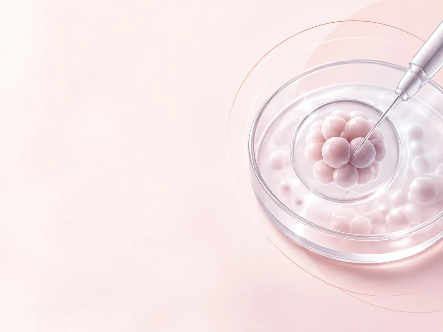 Embryo in a petri dish during fertility treatment
